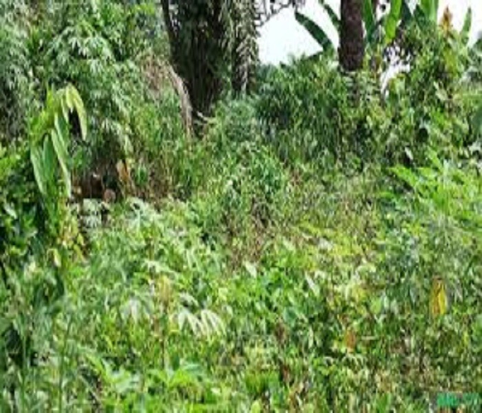 3 Acres of Land for Sale arround Orita merin,Arulogun road, Ibadan-3