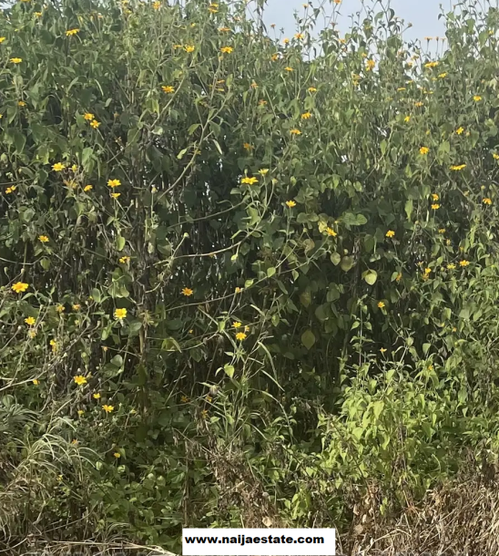 A Plot Of Land For Sale-1