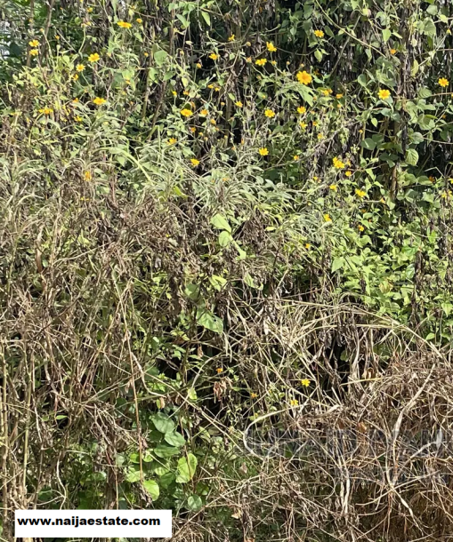 A Plot Of Land For Sale-2