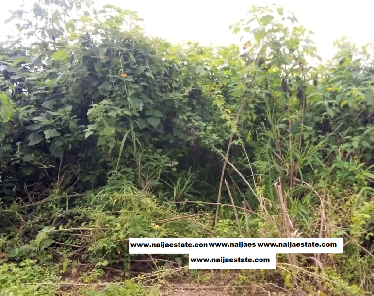 Half Plot of Land for Sale-3
