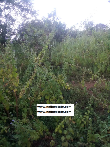 Two Hundred Acres of Farmland for Sale-2
