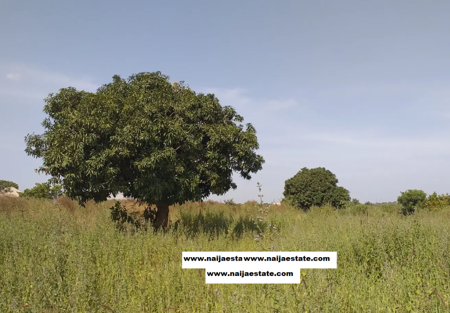 2 Plots of land for Sale-1