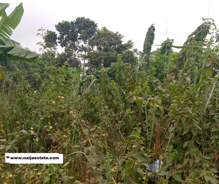 250 Acres of Land Facing Main Tarred Rd-2