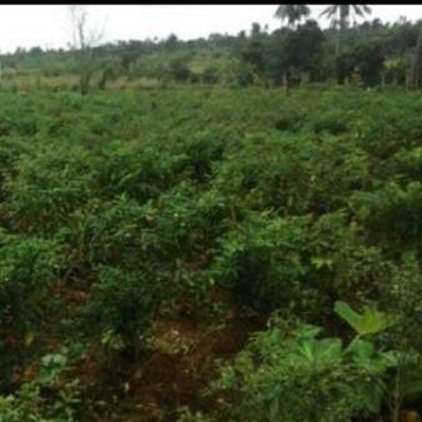 2 Acres of Land for Sale at Elelede Area Ibadan-2